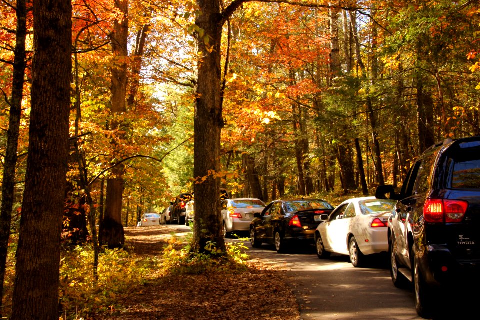 Fall traffic in Cades Cove, October 2012--Warren Bielenberg