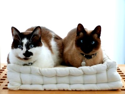Loaf kitties photo