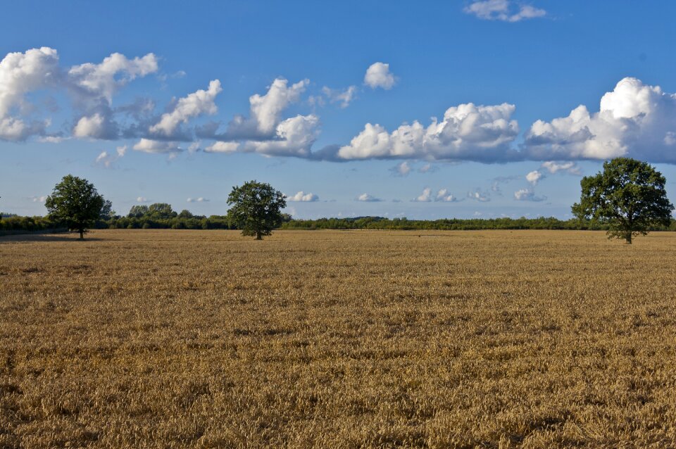 Summer trees landscape