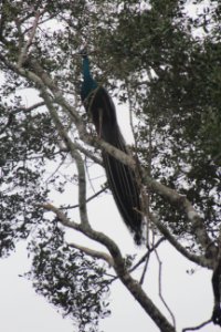 Pavo cristatus 1 photo