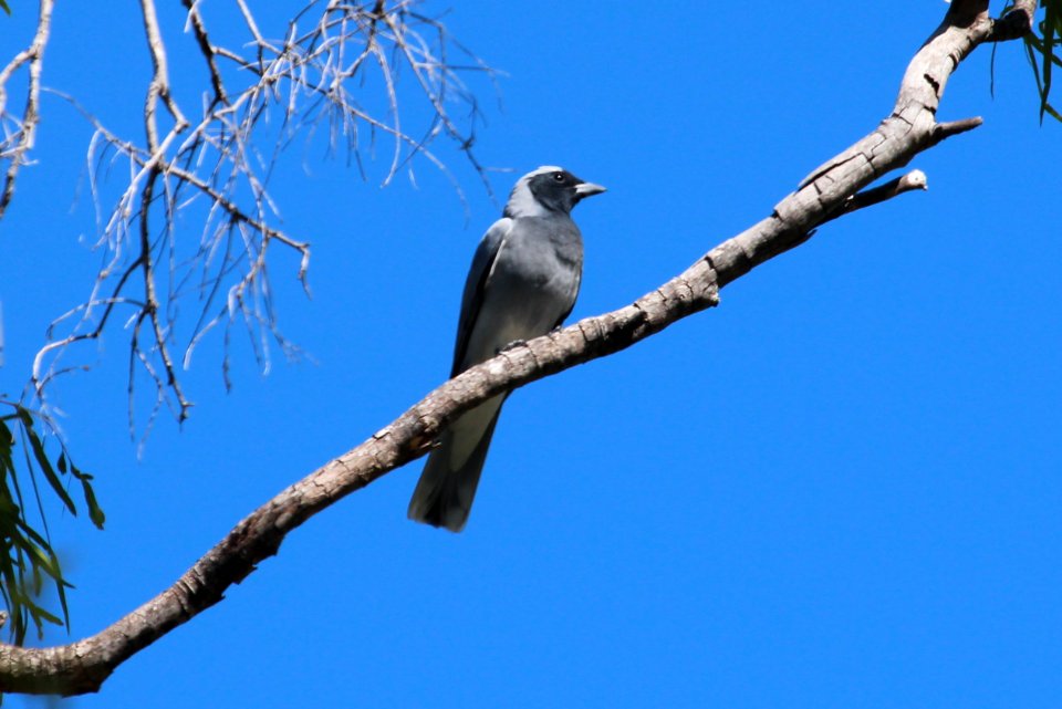 Coracina novaehollandiae 2 photo