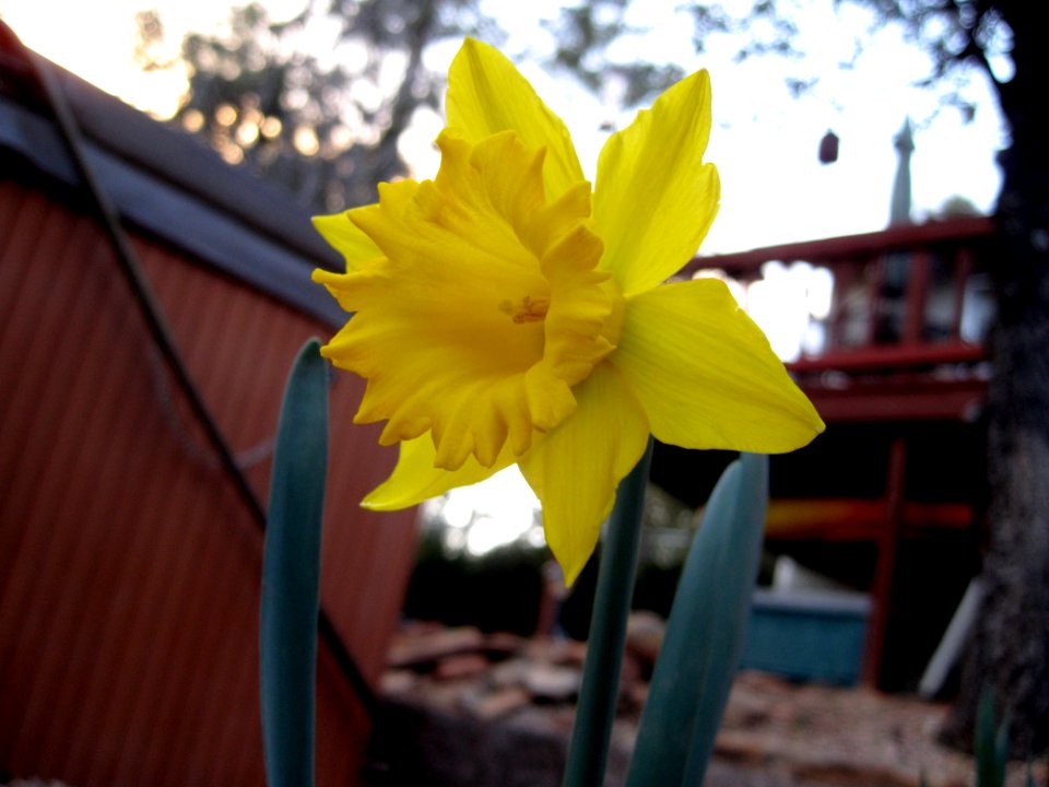 2009/365/72 Spring Sentinel