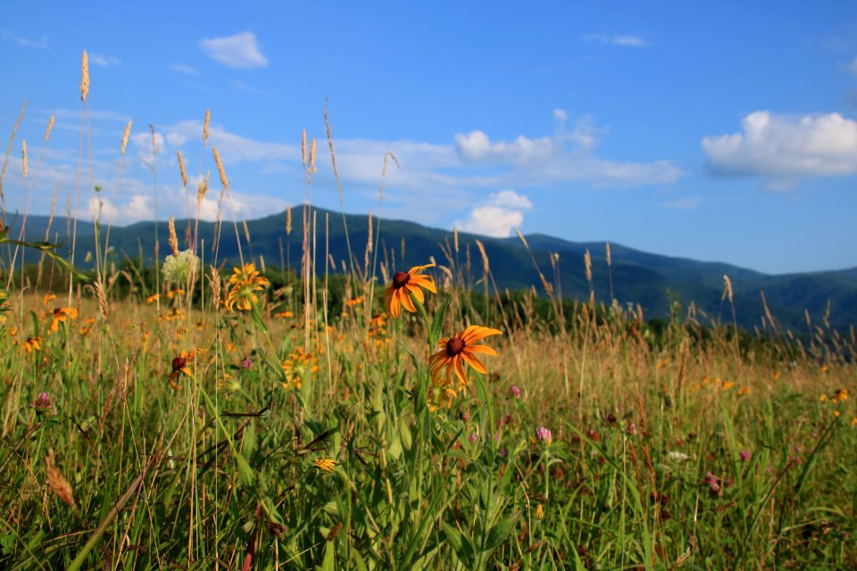 Cades Cove meadow, June 2018--Warren Bielenberg