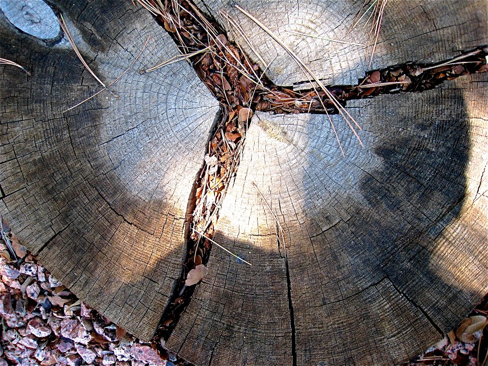 Reflection in Tree Stump