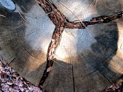 Reflection in Tree Stump