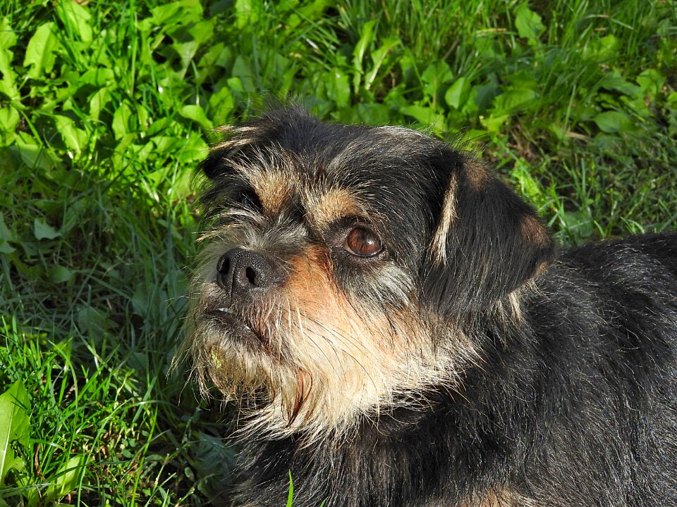 Dog hybrid pet