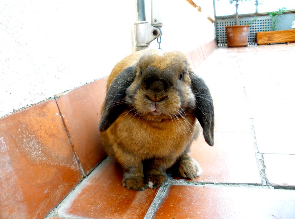 Oh, Are those treats you have there? - Chewy