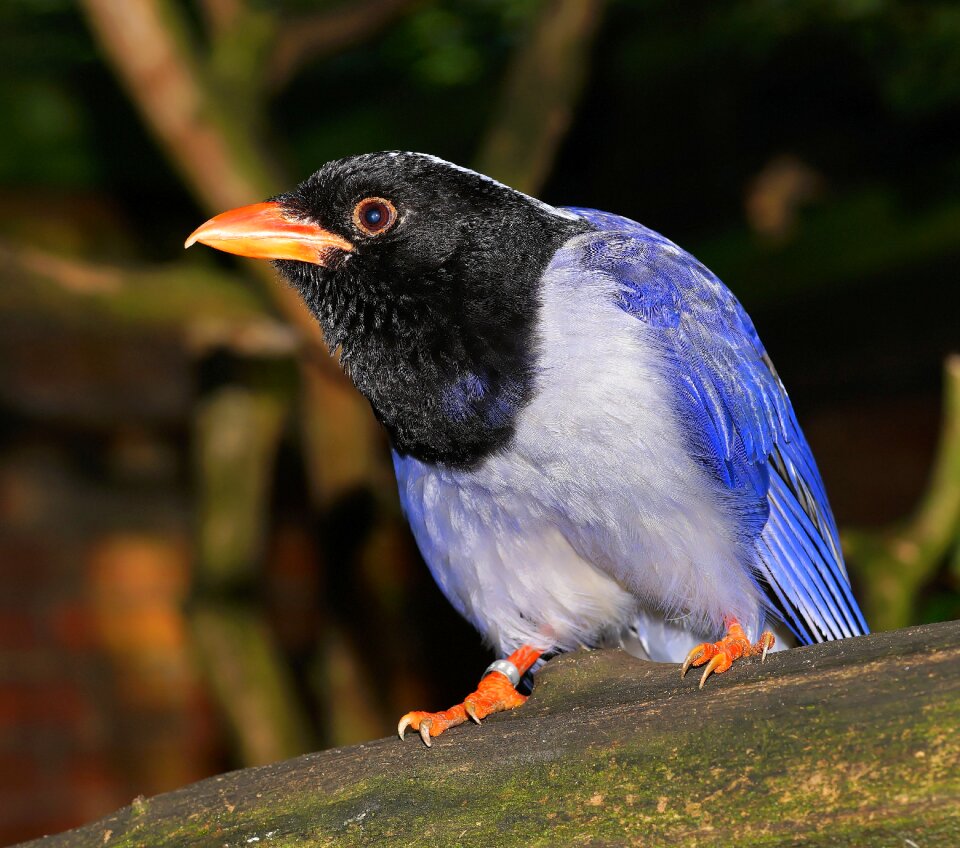 Color funny plumage