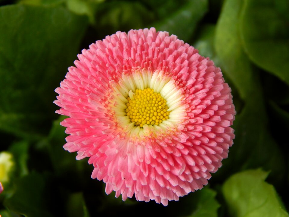 Pink the practice of spring