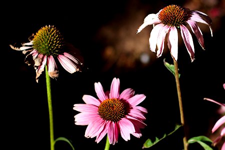 The Echinacea Trio
