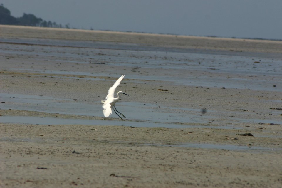 Egretta garzetta 2