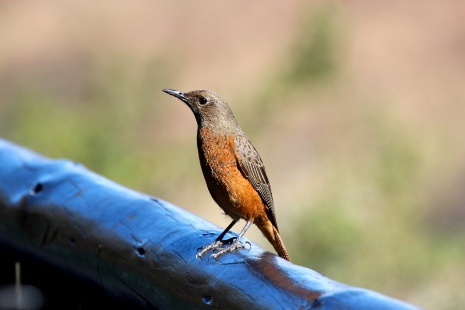 Turdus olivaceus 3