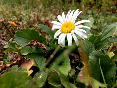 Late Daisy