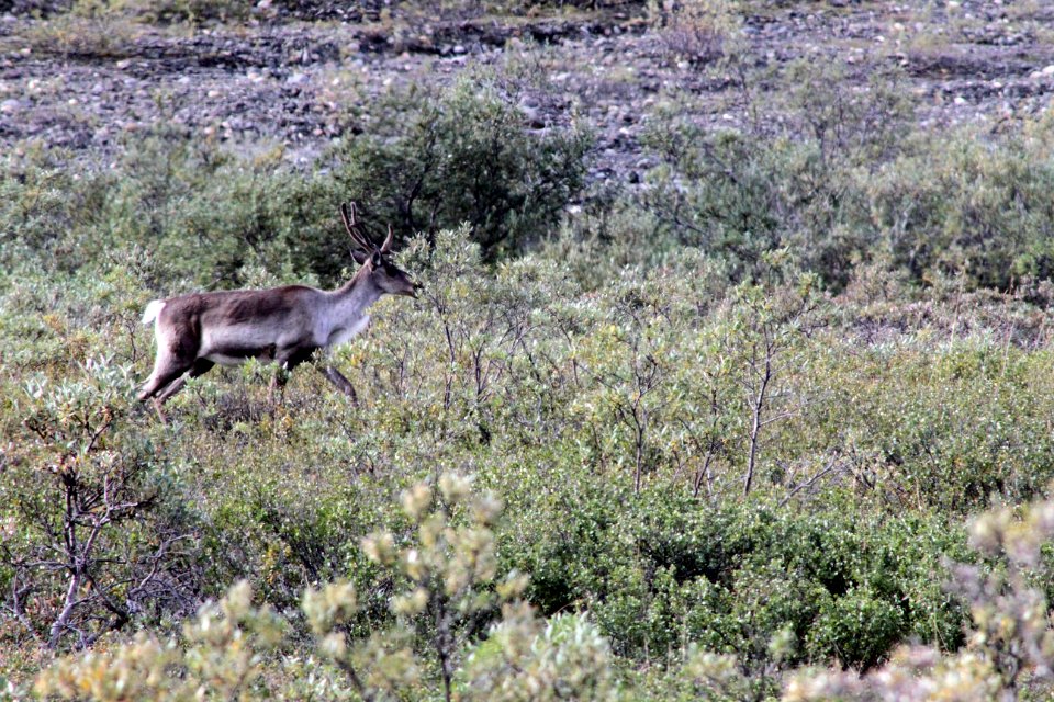 Caribou At Denali National Park 2