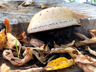 Shroom Lif