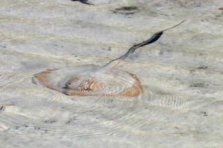 Stingray