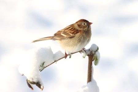 Field sparrow, December 2020 -- Warren Bielenberg photo