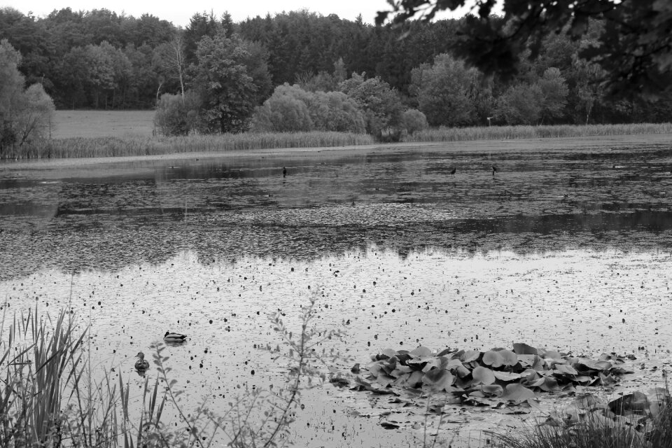 Vulkaneifel autumn water lily