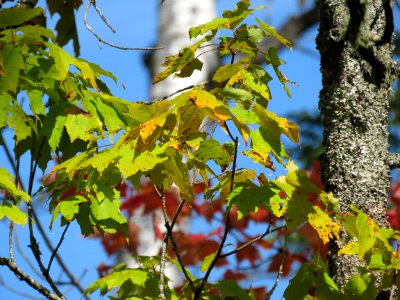 Leaves and birch