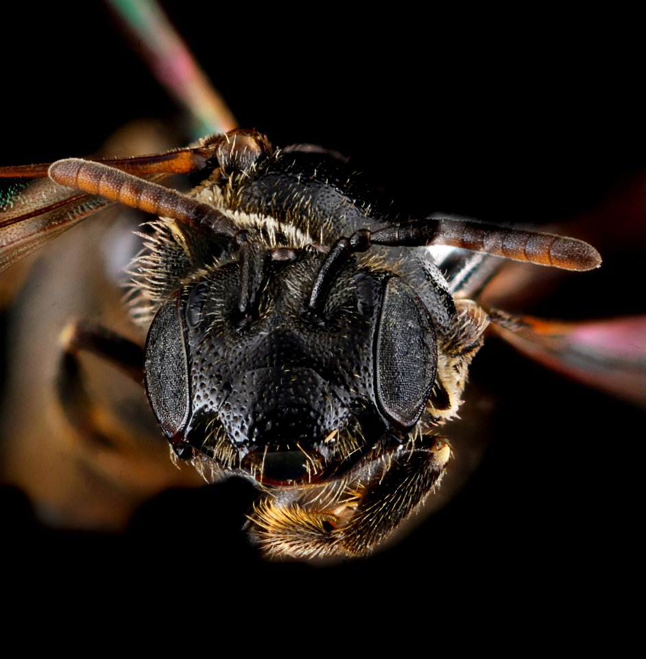 Pseudopanurgus labrosiformis,  , face 2012-07-31-07.26.15 ZS PMax