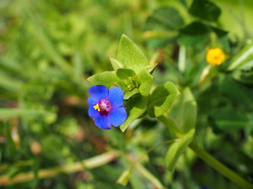 Bloom blue raindrop
