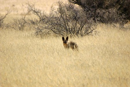 Bat-eared fox near Wolwedans camp, Namibia