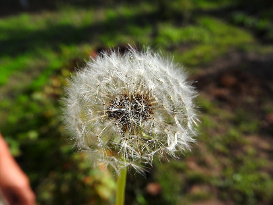 Dandelion flower wild flower