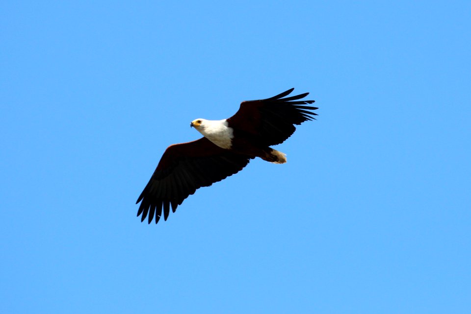 Haliaeetus vocifer 1