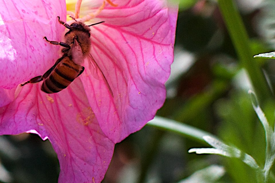 Mmmmm Nectar