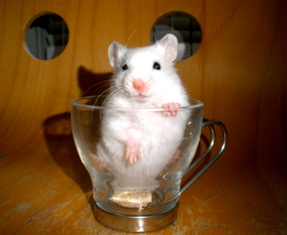 Add a hammy to your coffee photo