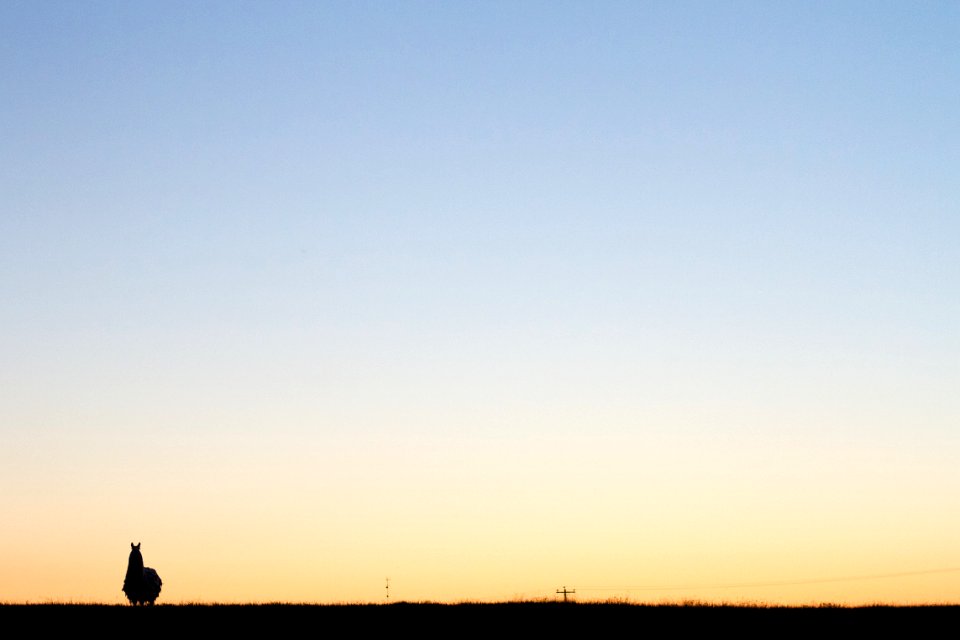 One Llama On The Horizon