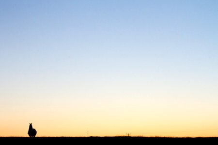 One Llama On The Horizon
