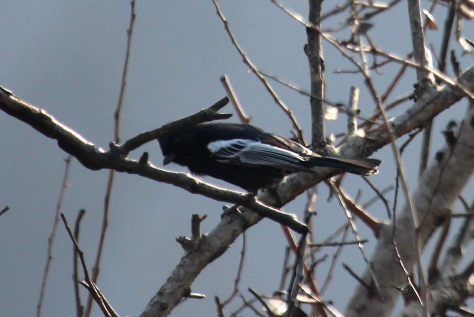Parus niger 1