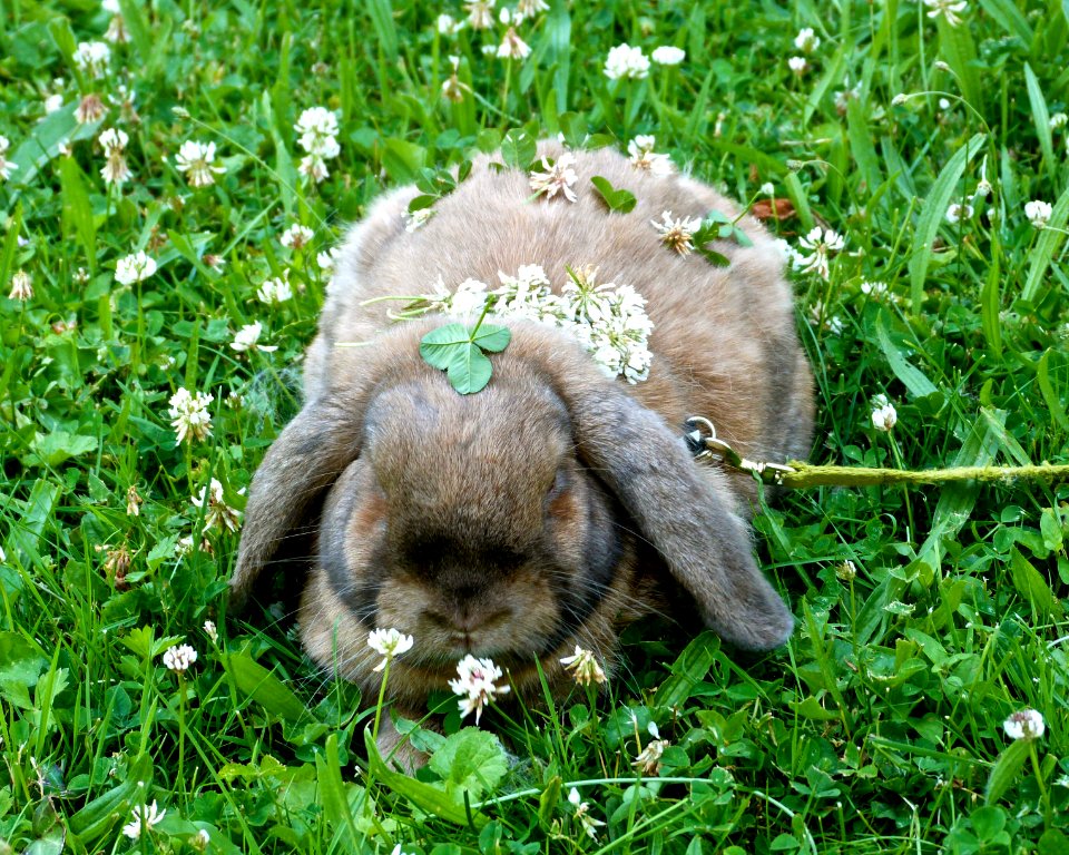 Decora-bun