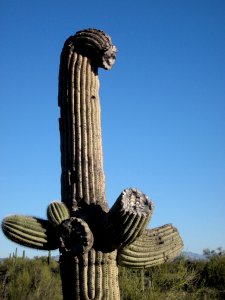 Brontosaurus Head Cactus photo