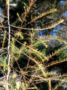 171025-FS-Superior-SAR-closeuptamarack