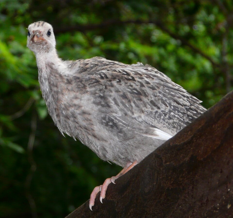 Guinea chick guineafowl bird