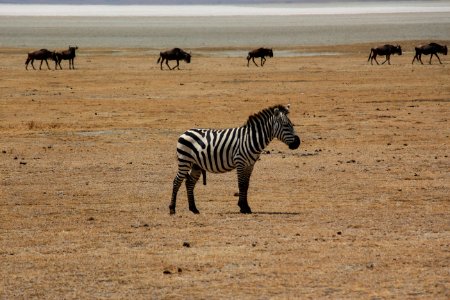 Male Zebra at Tanzania photo