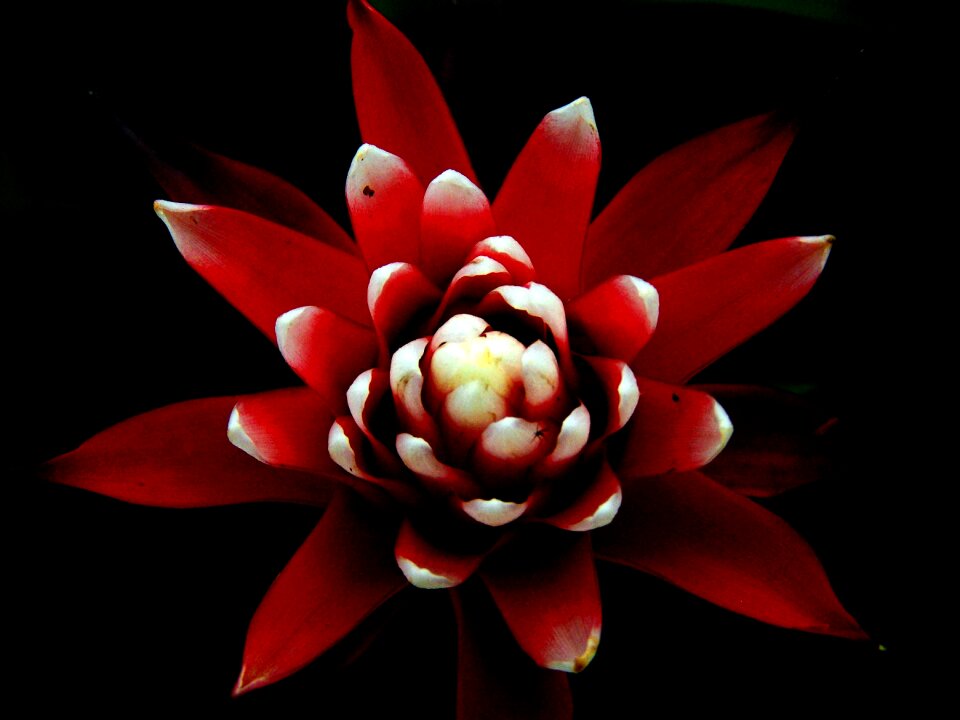 Guzmania red cone flower