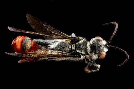 Prionyx thomae, M, back, Guantanamo Bay, Cuba 2012-12-20-16.03.05 ZS PMax photo