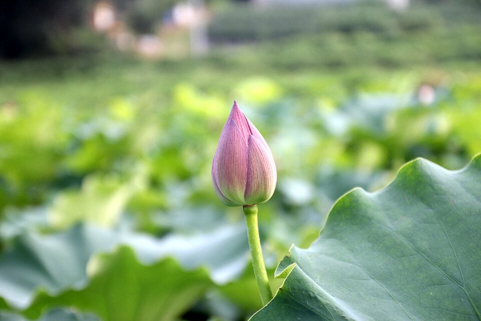 Blooming flower aquatic