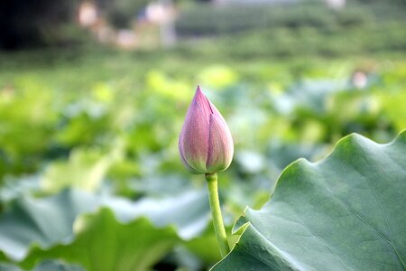 Blooming flower aquatic