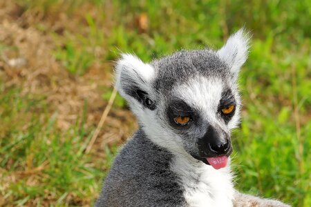 Animal madagascar striped