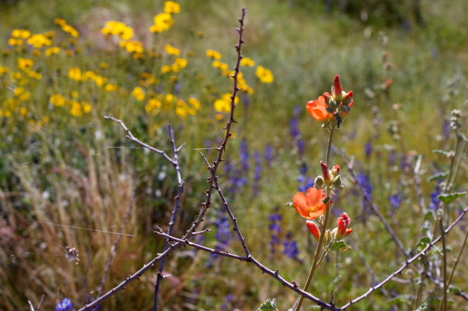 Waning Desert Flowers