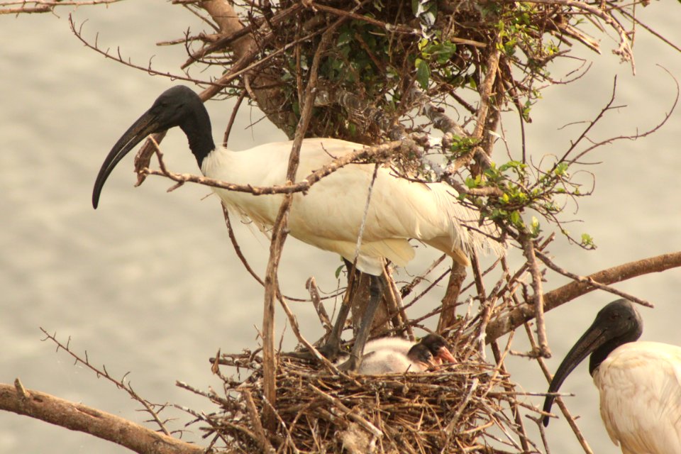 Threskiornis melanocephalus 2