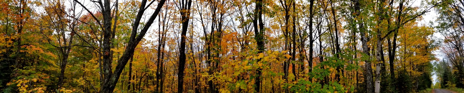 170927-FS-Superior-SAR-panorama of forest in fall