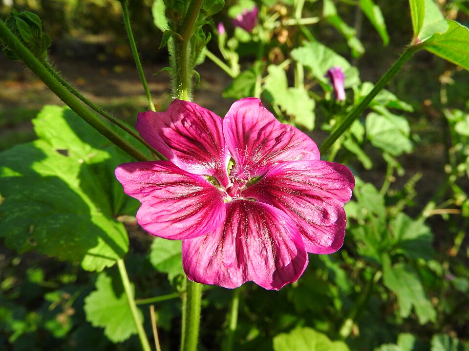 Bloom mallow wild flower photo