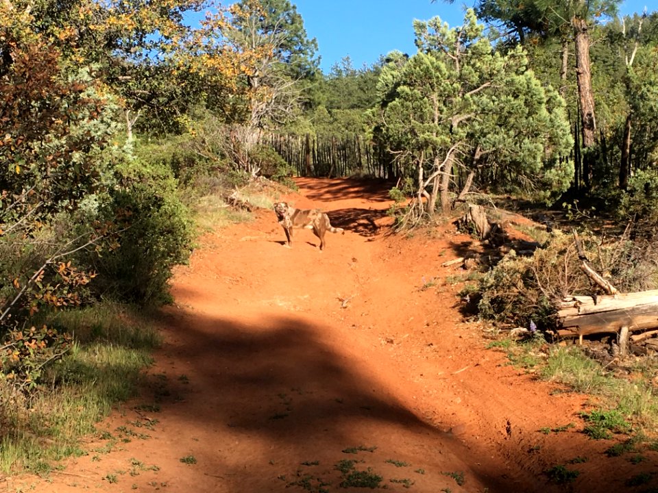 Along the Rusty Road
