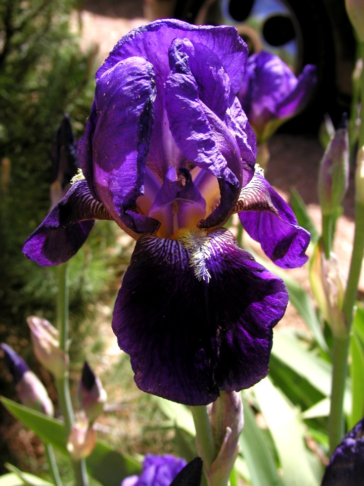 More Irises from Strawberry