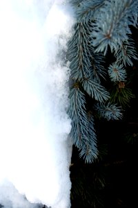 Half Fir / Half Snow